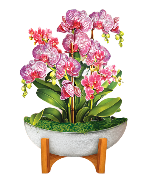 Mini Pop-Up Flower Bouquet: Orchid Oasis