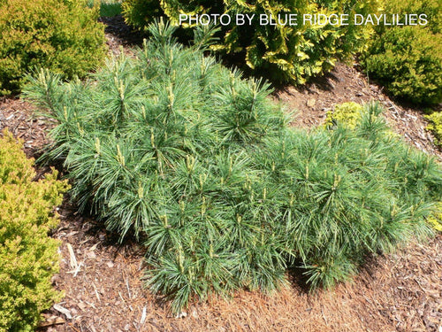 - Pinus strobus 'Niagra Falls' Weeping White Pine - Mr Maple │ Buy Japanese Maple Trees