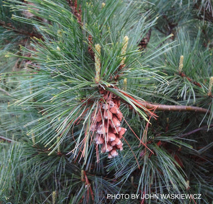 - Pinus strobus 'Niagra Falls' Weeping White Pine - Mr Maple │ Buy Japanese Maple Trees