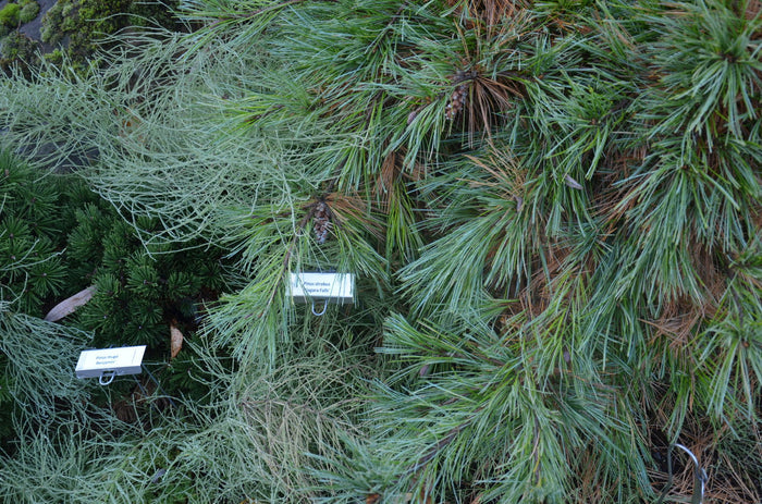 - Pinus strobus 'Niagra Falls' Weeping White Pine - Mr Maple │ Buy Japanese Maple Trees