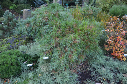 - Pinus strobus 'Niagra Falls' Weeping White Pine - Mr Maple │ Buy Japanese Maple Trees