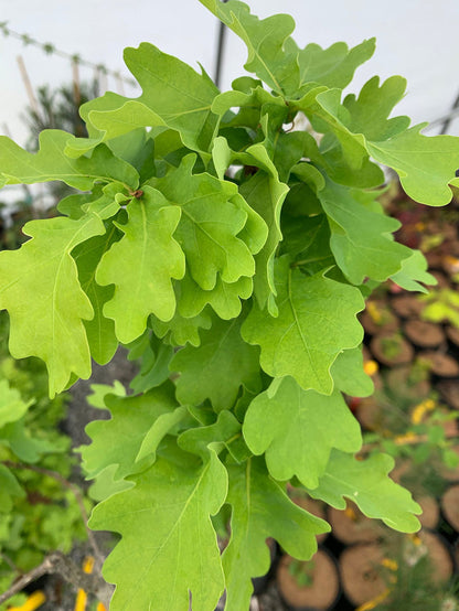 - Quercus robur 'Compacta' Dwarf Compact English Oak Tree - Mr Maple │ Buy Japanese Maple Trees