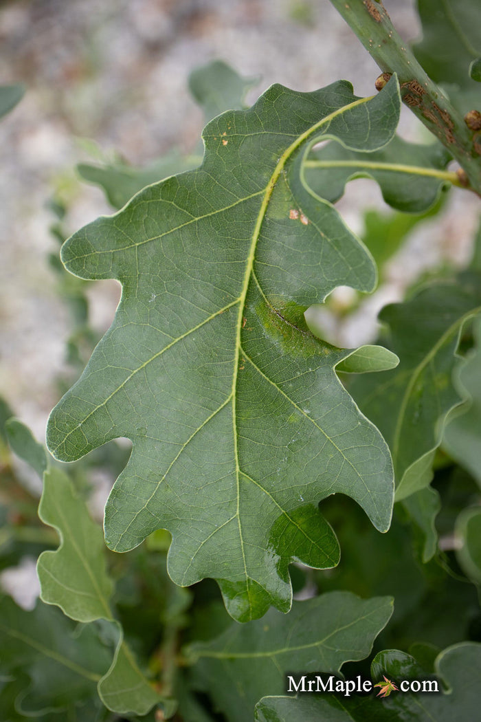 - Quercus robur 'Compacta' Dwarf Compact English Oak Tree - Mr Maple │ Buy Japanese Maple Trees