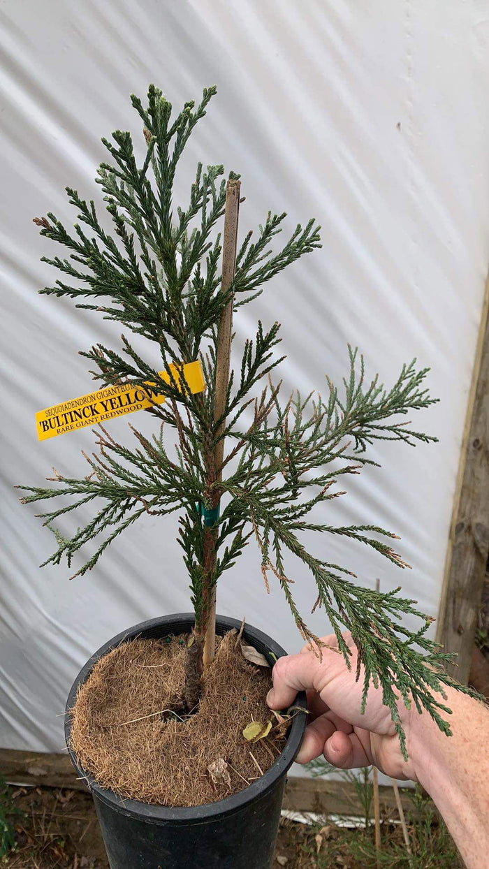 - Sequoiadendron giganteum 'Bultinck Yellow' Giant Redwood - Mr Maple │ Buy Japanese Maple Trees