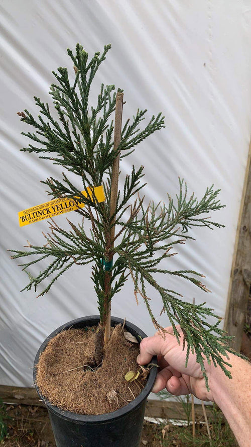 - Sequoiadendron giganteum 'Bultinck Yellow' Giant Redwood - Mr Maple │ Buy Japanese Maple Trees
